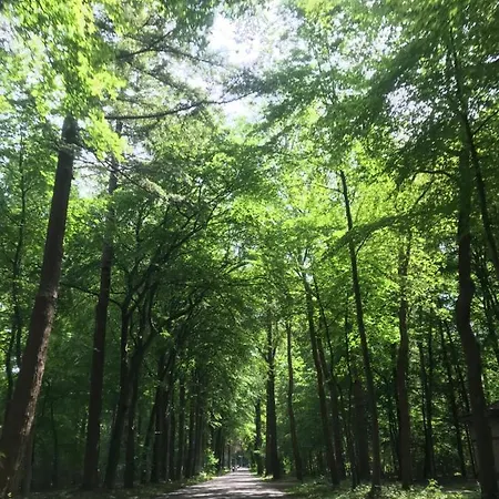 Chalet Uniek Op De Veluwe, In Bosrijke Omgeving.