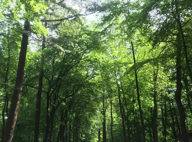 Chalet Uniek Op De Veluwe, In Bosrijke Omgeving.