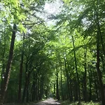 Chalet Uniek Op De Veluwe, In Bosrijke Omgeving.